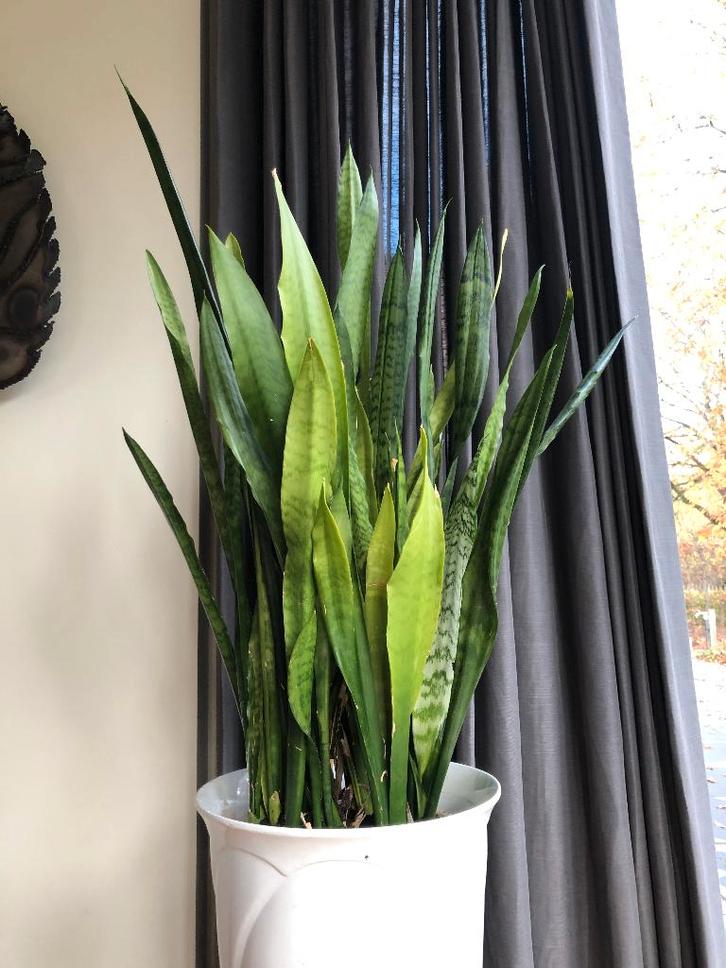 Sansevieria kamerplant vrouwentong hoogte 95 cm sanseveria, Huis en Inrichting, Kamerplanten, 100 tot 150 cm, Groene kamerplant