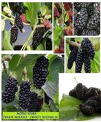 ZWARTE MOERBEIEN (TURKSE VARIËTEIT), 60/80 cm, €10/stuk, Tuin en Terras, Volle zon, Vaste plant, Ophalen of Verzenden, Fruitplanten