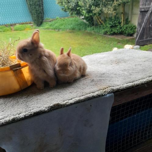 Kleurdwerg  (7 wk), Dieren en Toebehoren, Konijnen, Klein, Mannelijk, 0 tot 2 jaar