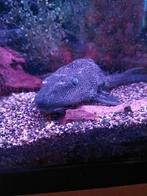 Prachtige vis, Dieren en Toebehoren, Vis