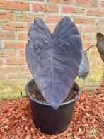 Colocasia Black Magic, Tuin en Terras, Ophalen