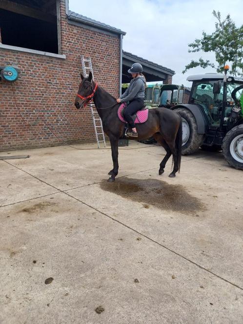 Hongre bai noir et hongre alezan, Dieren en Toebehoren, Paarden, Ruin, Niet van toepassing, 170 tot 175 cm, Recreatiepaard, Met stamboom
