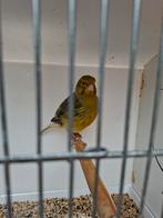 Five Fancy Kanarie., Dieren en Toebehoren, Vogels | Kanaries