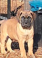 Chiots Bullmastiff, 8 à 15 semaines, Bouledogue, Plusieurs, Éleveur | Loisir