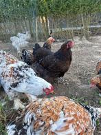 Porselein Brahma broedeieren, Meerdere dieren, Kip