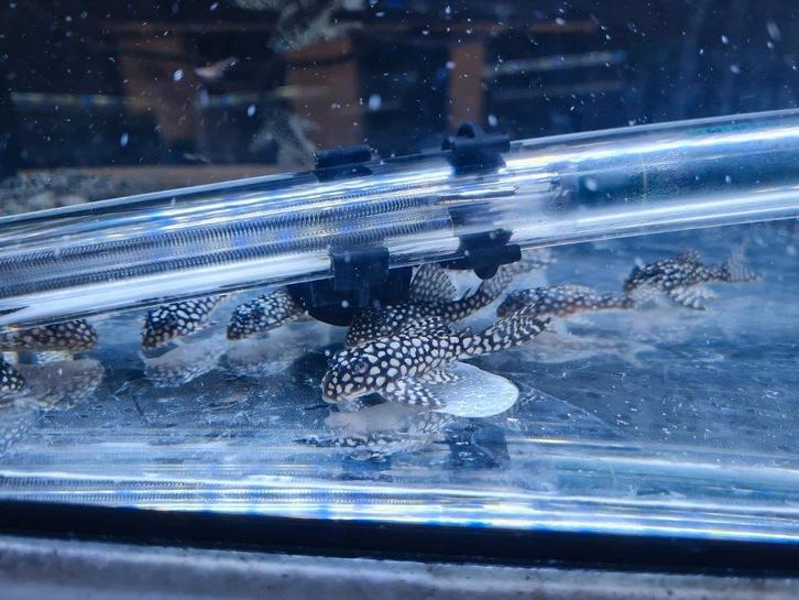 Bigspot L136/L136C grade 2, Dieren en Toebehoren, Vissen | Aquaria en Toebehoren, Ophalen