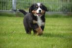 Berner Sennen pups, CDV (hondenziekte), Meerdere, 8 tot 15 weken, Meerdere dieren
