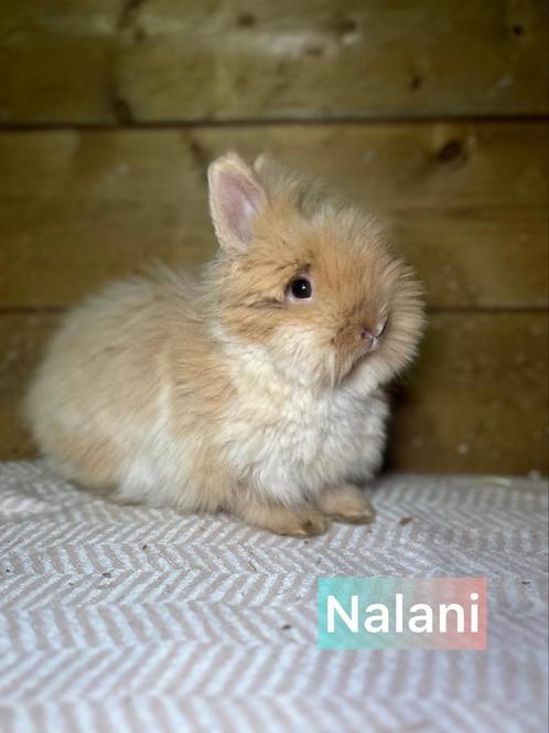 Gevaccineerde voedster, Dieren en Toebehoren, Konijnen