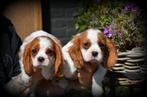 Cavalier King Charles Spaniel pups, België, CDV (hondenziekte), 8 tot 15 weken, Meerdere