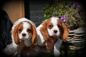 Cavalier King Charles Spaniel pups beschikbaar voor biedingen
