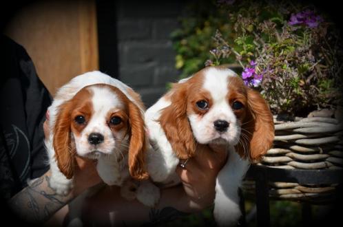 Cavalier King Charles Spaniel pups, Dieren en Toebehoren, Honden | Retrievers, Spaniëls en Waterhonden, Meerdere dieren, Spaniël