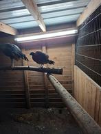 Satyr tragopaan haan fazanten