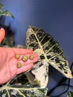 Bulbilles alocasia frydek variegata, Huis en Inrichting, Ophalen of Verzenden