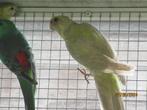 rosellas, Dieren en Toebehoren, Meerdere dieren, Parkiet