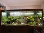 Luxe aquarium, Ophalen, Zo goed als nieuw
