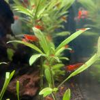 Bloody Mary neocaridina garnalen, Dieren en Toebehoren, Kreeft, Krab of Garnaal, Zoetwatervis