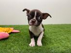 Chiots Boston Terrier