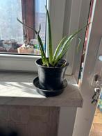 Pousse aloe vera, Huis en Inrichting, Kamerplanten, Ophalen