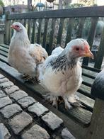 Jonge hennetjes, Dieren en Toebehoren, Pluimvee, Vrouwelijk, Kip