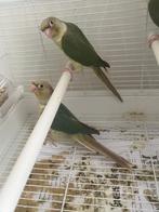 Oiseaux conures de molinae, Dieren en Toebehoren, Geslacht onbekend, Parkiet, Geringd