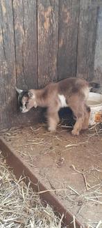 Schattige lammetjes, Dieren en Toebehoren, Schapen, Geiten en Varkens, Meerdere dieren, Geit, 0 tot 2 jaar