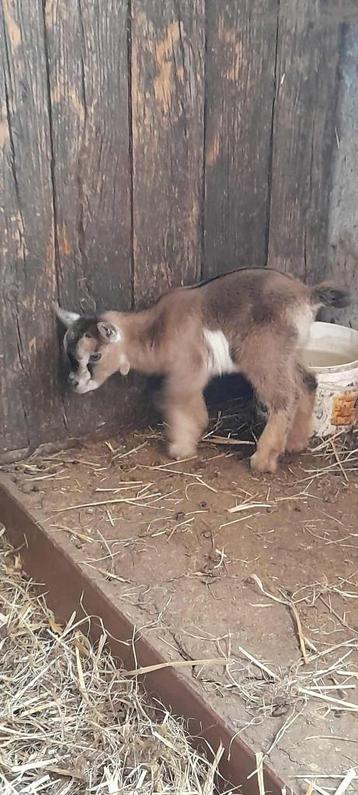 Schattige lammetjes beschikbaar voor biedingen