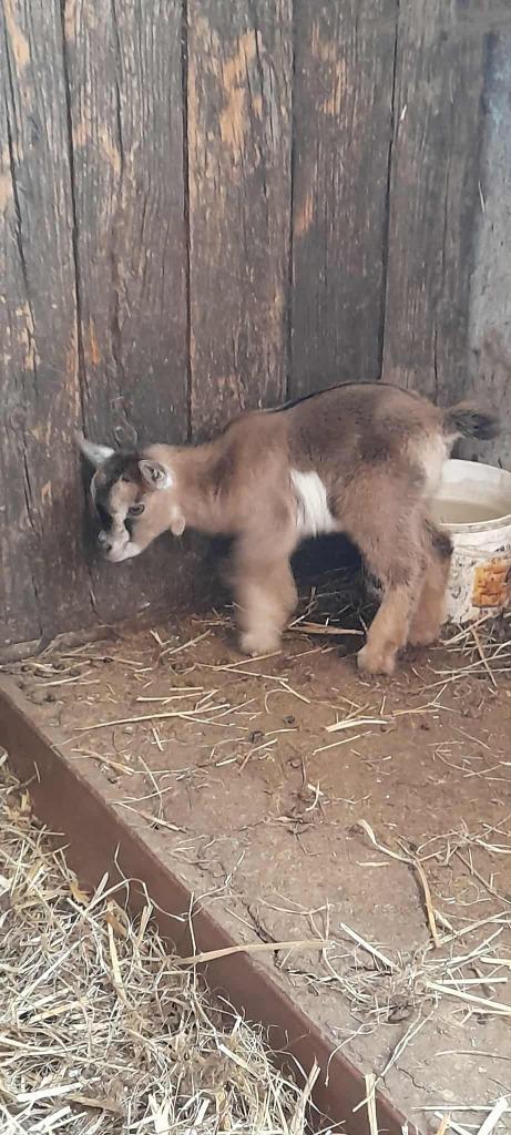 Schattige lammetjes, Dieren en Toebehoren, Schapen, Geiten en Varkens, Geit, Meerdere dieren, 0 tot 2 jaar