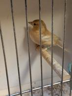 Botvink Mutatie kweekpop