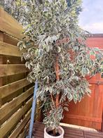 Plante artificielle hauteur géante, Jardin & Terrasse, Enlèvement, 250 à 400 cm