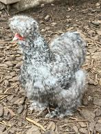 Zijdehoen hen blauw koekoek, Dieren en Toebehoren, Pluimvee