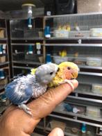 Violet x geel baby dwergpapegaai, Dieren en Toebehoren, Vogels | Parkieten en Papegaaien