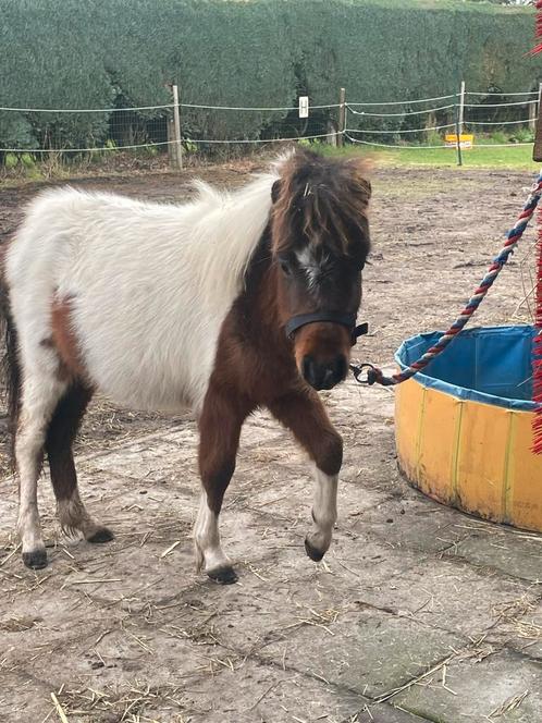 Amerikaans Miniatuur Paardje, Dieren en Toebehoren, Pony's, Hengst, Niet van toepassing, 0 tot 2 jaar, Met stamboom