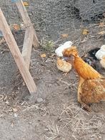 kleine kippen, Dieren en Toebehoren, Pluimvee, Meerdere dieren, Kip