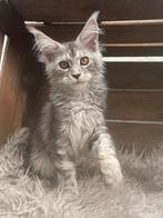 maine coon, Dieren en Toebehoren, Meerdere dieren, Gechipt, 0 tot 2 jaar
