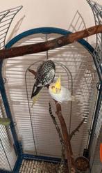Magnifique couple de Calopsittes à vendre avec cage, Animaux & Accessoires