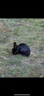 Lapin a donner
