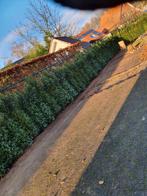 Aanplanting. Tuinonderhoud. Tuinaanleg, Ophalen of Verzenden