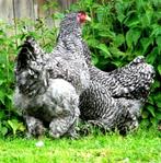 Brahma cocou oeufs fécondé à incuber à couver, Envoi, Neuf