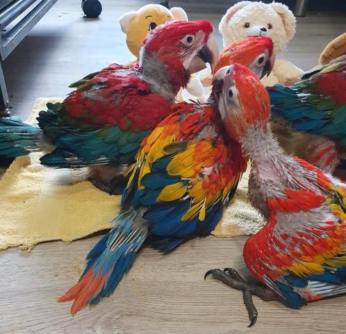 Te reserveren ! Jonge tamme geelvleugel ara (ara Macao), Dieren en Toebehoren, Vogels | Parkieten en Papegaaien, Papegaai, Pratend