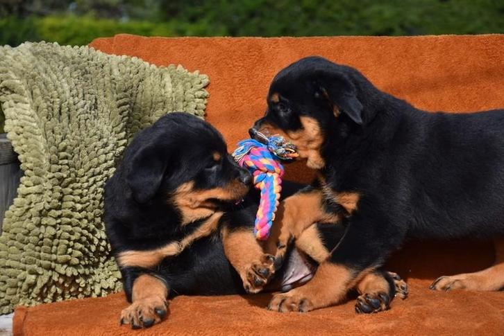Rottweiler pups, Animaux & Accessoires, Chiens | Bouledogues, Pinschers & Molossoïdes, Plusieurs animaux, Rottweiler, Éleveur | Professionnel