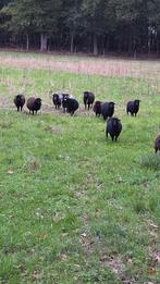 Ouessant schapen ooien en rammen, Dieren en Toebehoren, Meerdere dieren, Schaap, 3 tot 5 jaar