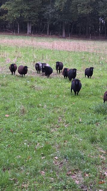 Ouessant schapen ooien en rammen beschikbaar voor biedingen
