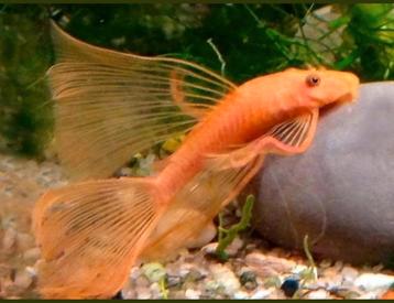 Red longfin gezocht  beschikbaar voor biedingen