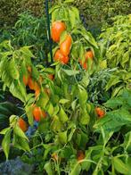 5 zaden Candy Cane Yellow - gestreepte paprika, Tuin en Terras, Verzenden, Voorjaar, Volle zon, Zaad