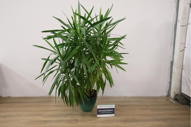 Yucca Elephantipes Plant in Groene Pot, Tuin en Terras, Bloembakken en Plantenbakken