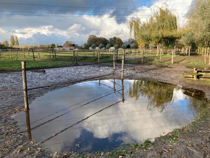Stalhulp gezocht, Dieren en Toebehoren, Stalling en Weidegang