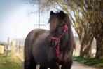 Shetlander spullen gezocht, Dieren en Toebehoren, Ophalen