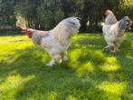 Sussex kip hanen, Dieren en Toebehoren, Pluimvee, Mannelijk, Kip