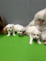 Maltezer pups, Dieren en Toebehoren, België, Maltezer, Reu, 8 tot 15 weken