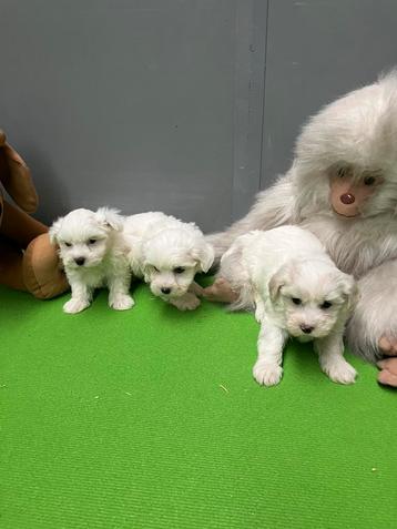 Maltezer pups beschikbaar voor biedingen